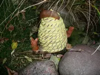 Schnecke auf Schnecke.webp