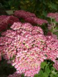 Sedum.25.9.2012~1.jpg