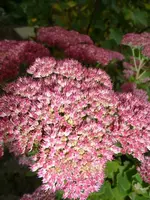 Sedum.25.9.2012~1.webp