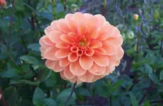 Dahlie 2.webp
