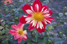 Dahlie 3.webp