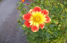Dahlie 4.webp