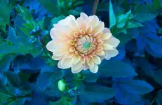 Dahlie 5.webp