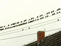 Staren-Invasion_102.webp