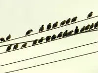 Staren-Invasion_103.webp