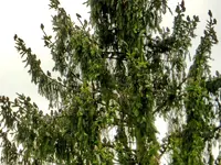Staren-Invasion_104.webp