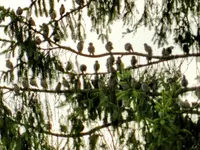 Staren-Invasion_105.webp