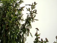 Staren-Invasion_106.webp