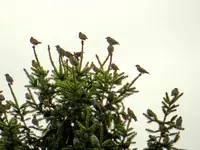 Staren-Invasion_107.webp