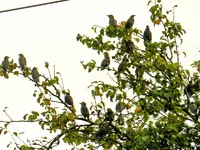 Staren-Invasion_108.webp