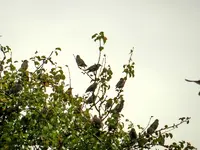 Staren-Invasion_109.webp