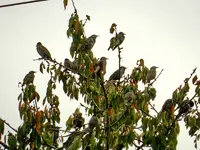 Staren-Invasion_110.webp
