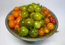 25.09.12 Kirschtomaten.webp