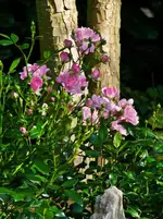 the fairy rose.webp