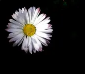 einzelnes Gaensebluemchen v.webp