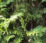 DSC03267 - 2012-09-23 - spinnennetz.webp