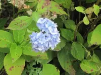 130.webp