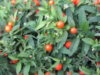 001.webp