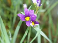 sissirynchium.webp