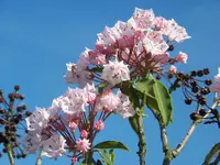 lorbeerrose.webp
