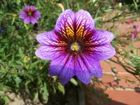 100_0238.webp