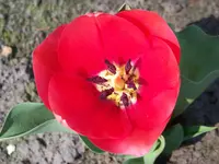 rote tulpe.webp