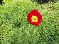 paeonia tenuifolia.webp