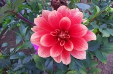 Dahlie 6.webp