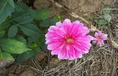 Dahlie 7.webp