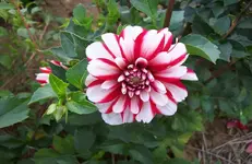 Dahlie 8.webp
