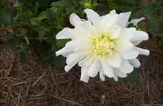 Dahlie 9.webp