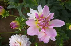 Dahlie 10.webp