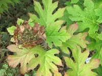 116.webp