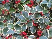 Bild 748.webp