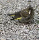 Junger St.fliegt schlecht 2.webp
