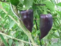 BILD0879.webp