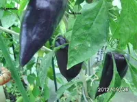 BILD0880.webp