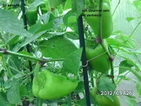 BILD0881.webp