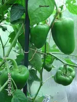 BILD0883.webp