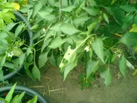 CIMG0008.webp