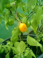 CIMG0005.webp
