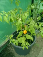 CIMG0009.webp