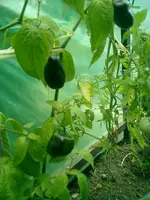 CIMG0006.webp
