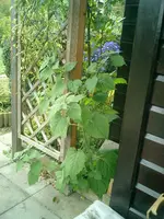 CIMG0027.webp