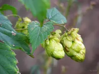 _Hopfen.webp