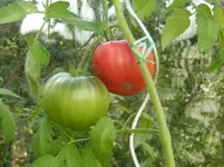 002.webp