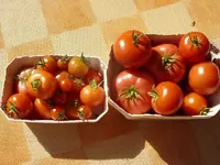 004.webp