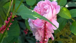 DSCN3800.webp