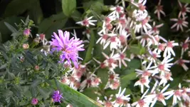DSCN3801.webp