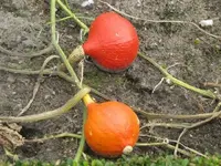 Bild 915.webp
